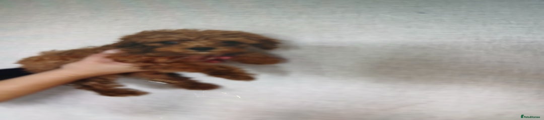 Cockapoo Puppy 4