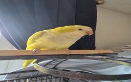 Conures birds for sale: One male Conure and one female Quaker - Image 4