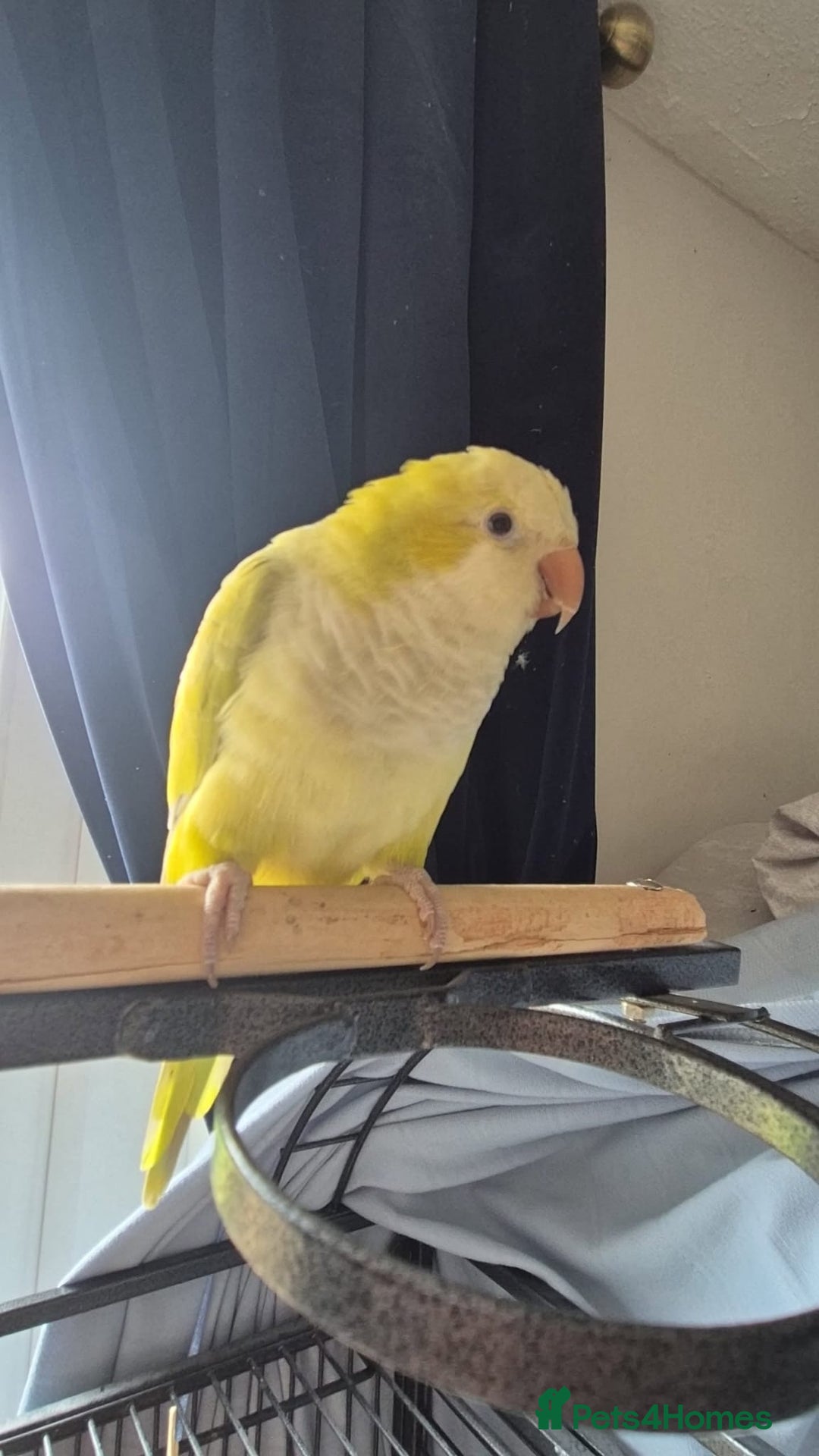 Conures birds for sale: One male Conure and one female Quaker - Image 4