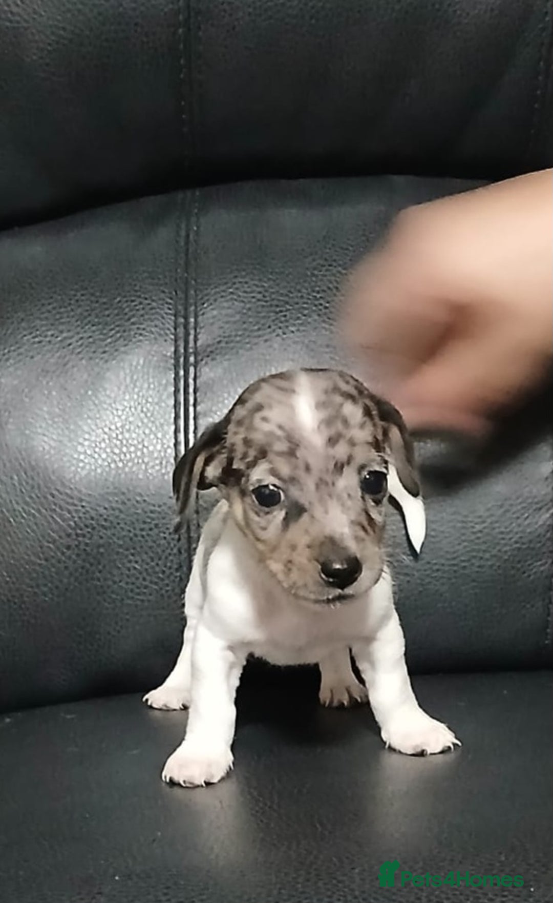 Jack Russell dogs for sale: Jack Russell puppies - Advert 11