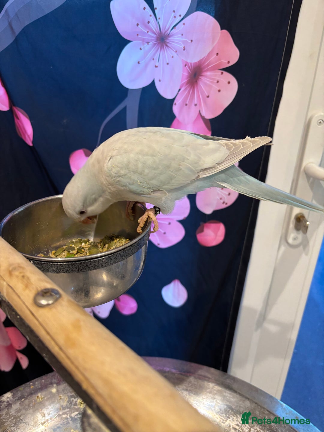 Parrots birds for sale: Young quaker for new homes - Advert 3