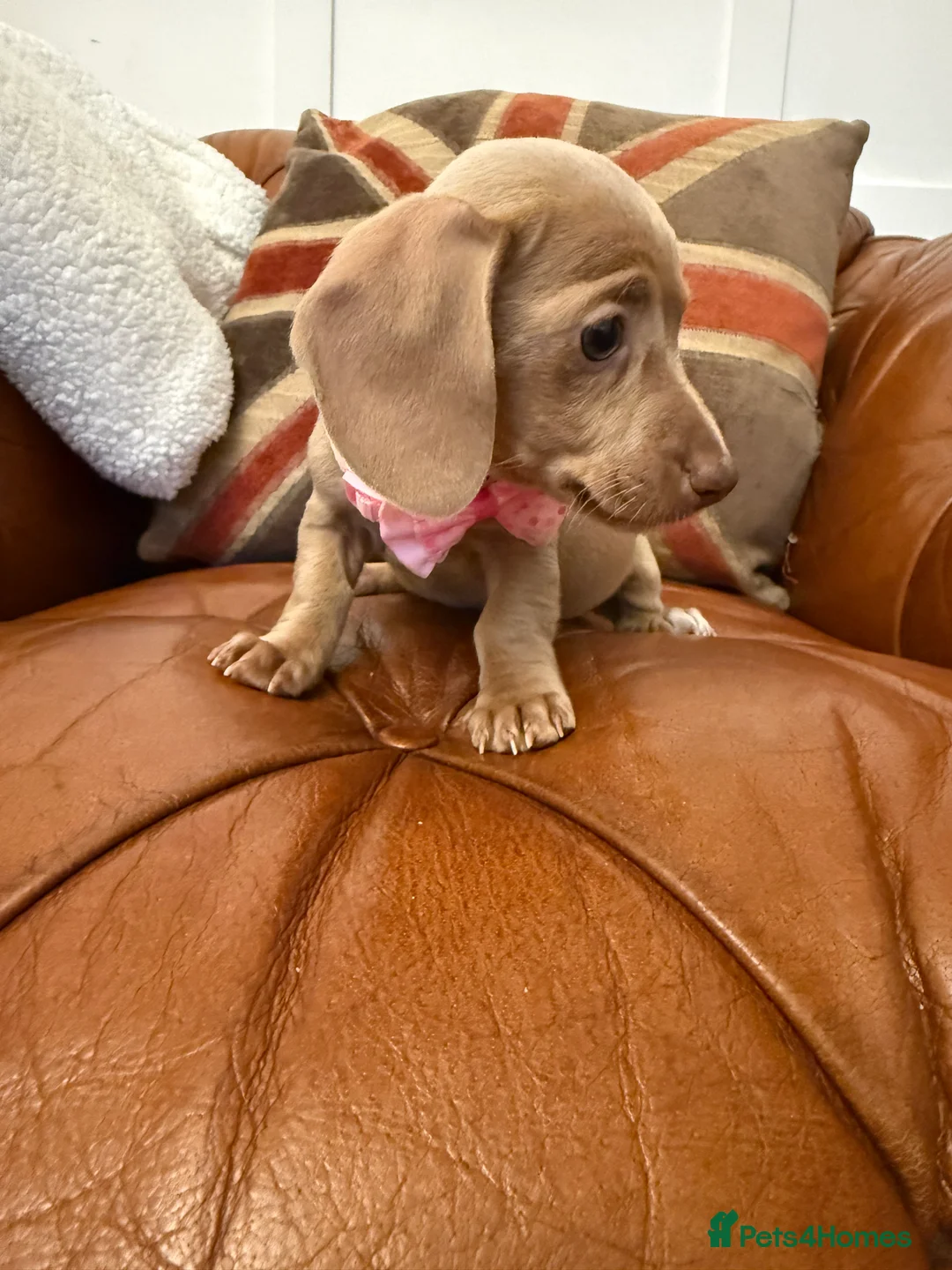 Miniature Dachshund dogs for sale: Stunning Pups 5 ⭐ Star Licensed 5 ⭐ Reviews!  - Advert 19