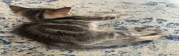 Mixed Breed cats for sale: Ready to leave: 9 weeks old-Tabby kittens  - Advert 3