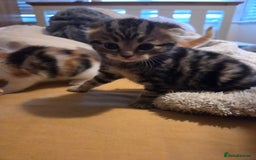 Scottish Fold cats for sale: Beautiful Scottish Folds - Image 9