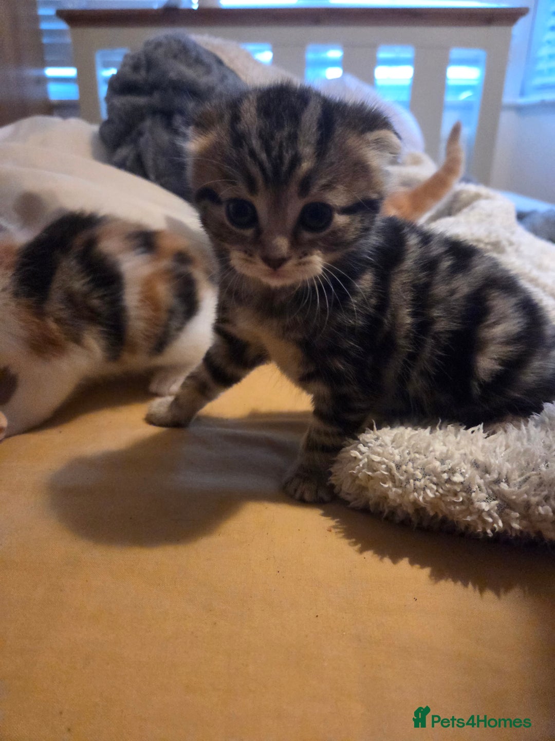 Scottish Fold cats for sale: Beautiful Scottish Folds - Image 9