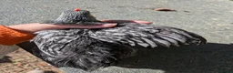 Chickens poultry for sale: Rare colour laced cockerels - free - Advert 6