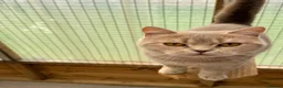 British Shorthair cats for sale: British shorthair  - Advert 1