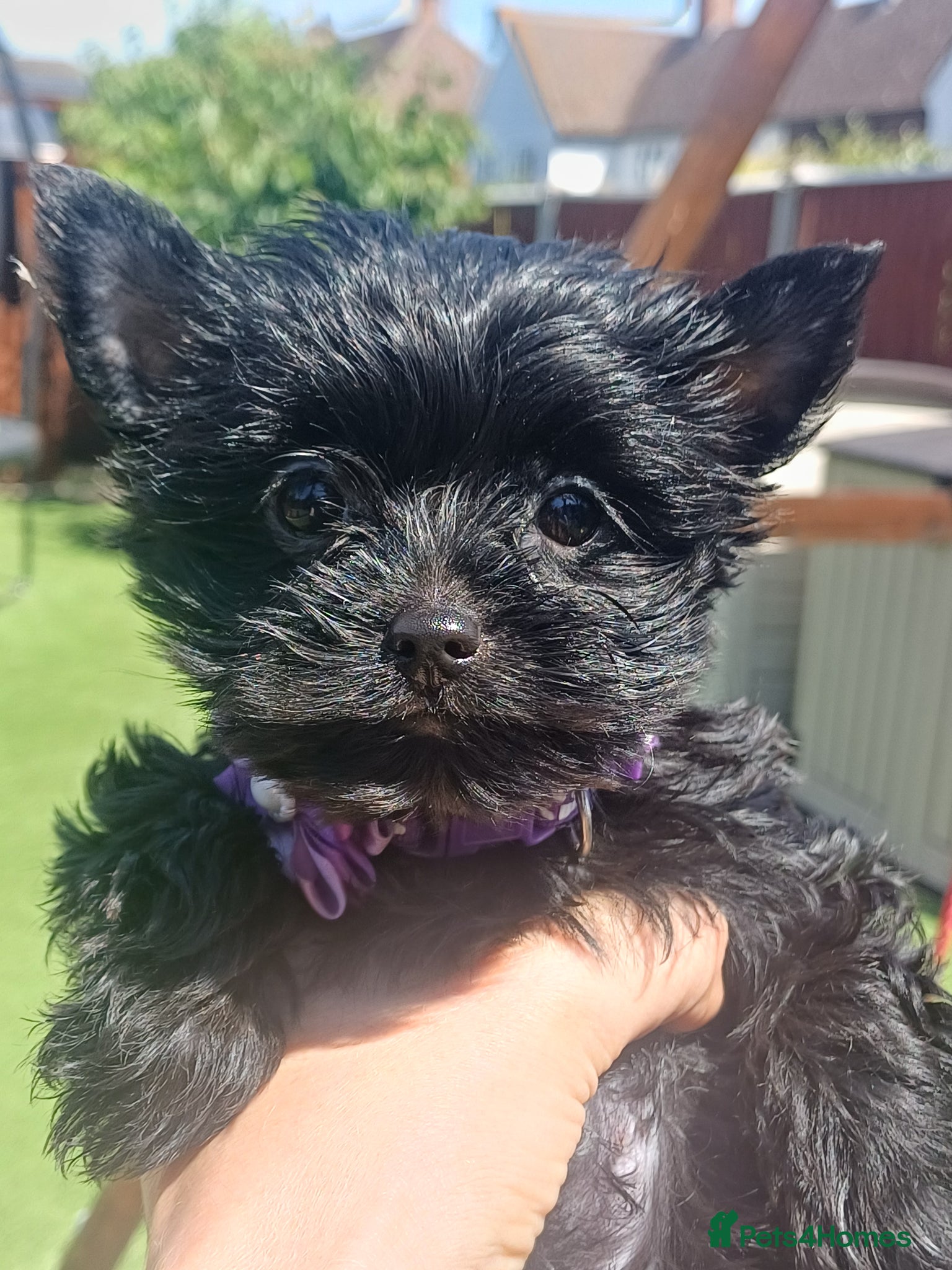 Yorkshire Terrier dogs Ready Now! Black Mini Yorkshire Terrier - Advert 7