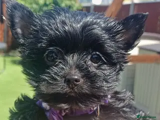 Yorkshire Terrier dogs Ready Now! Black Mini Yorkshire Terrier - Advert 7