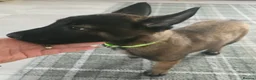 Belgian Shepherd Dog dogs for sale: Belgian malinois puppies - Advert 17