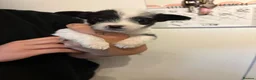 Jack Russell dogs for sale: Beautiful bob tail jack Russle puppies - Advert 3