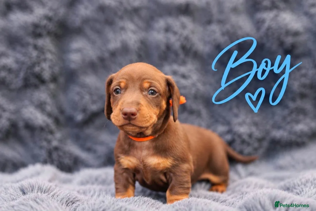 Miniature Dachshund dogs for sale: ❤️KC registered 8 Miniature Dachshund Puppies ❤️ - Advert 28