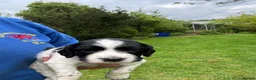 English Springer Spaniel dogs for sale: Working Springer Spaniels for sale. - Advert 5