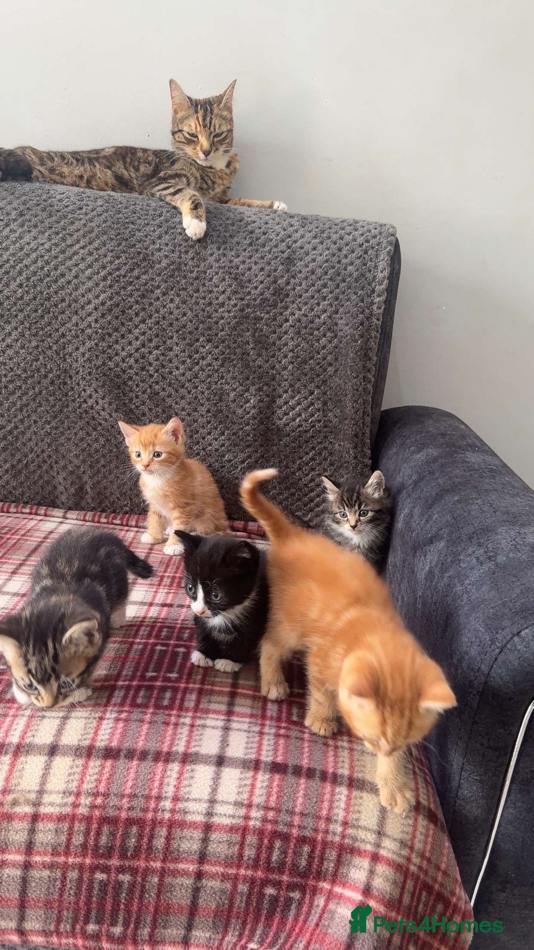 Mixed Breed cats for sale: Half calico and half ginger-tuxedo kittens - Image 3