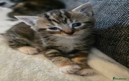 Mixed Breed cats for sale: 3 Beautiful girls looking for forever homes - Image 3