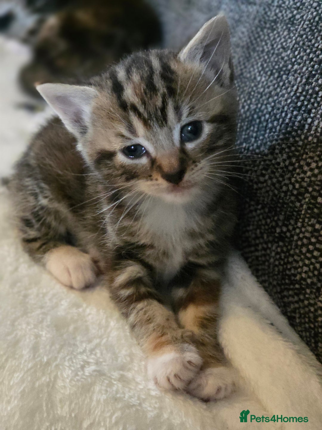 Mixed Breed cats for sale: 3 Beautiful girls looking for forever homes - Image 3