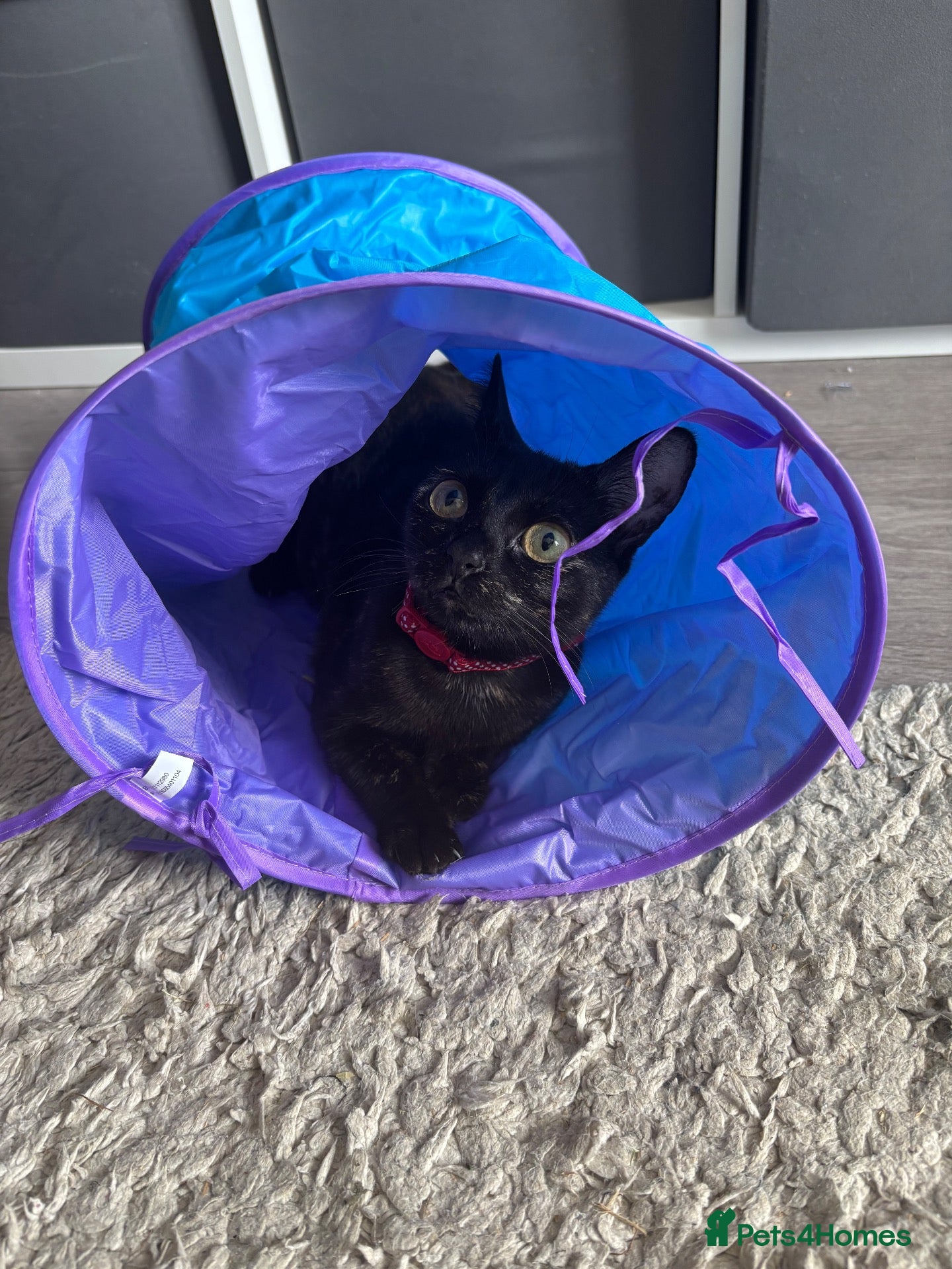Mixed Breed cats Maebelle  - Advert 1