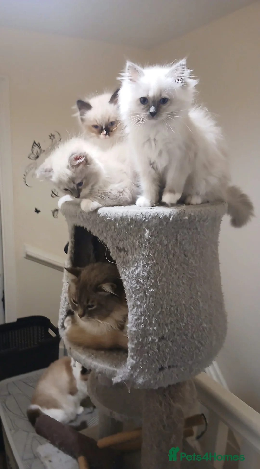 Ragdoll cats for sale: Beautiful litter available  - Advert 2