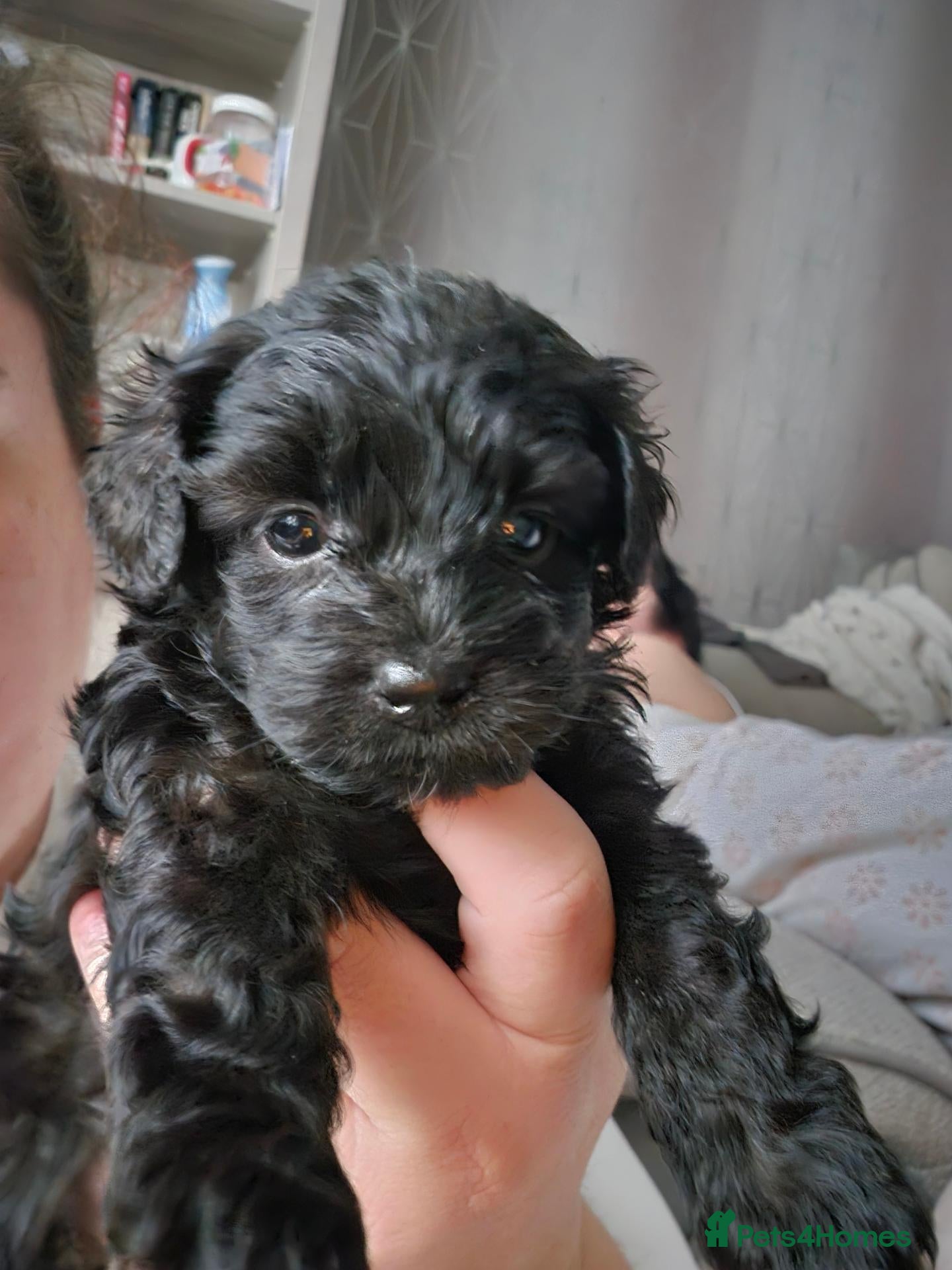 Shihpoo dogs ✨ Minature Poodle X Shihpoo Puppies F1B ✨️ - Advert 1