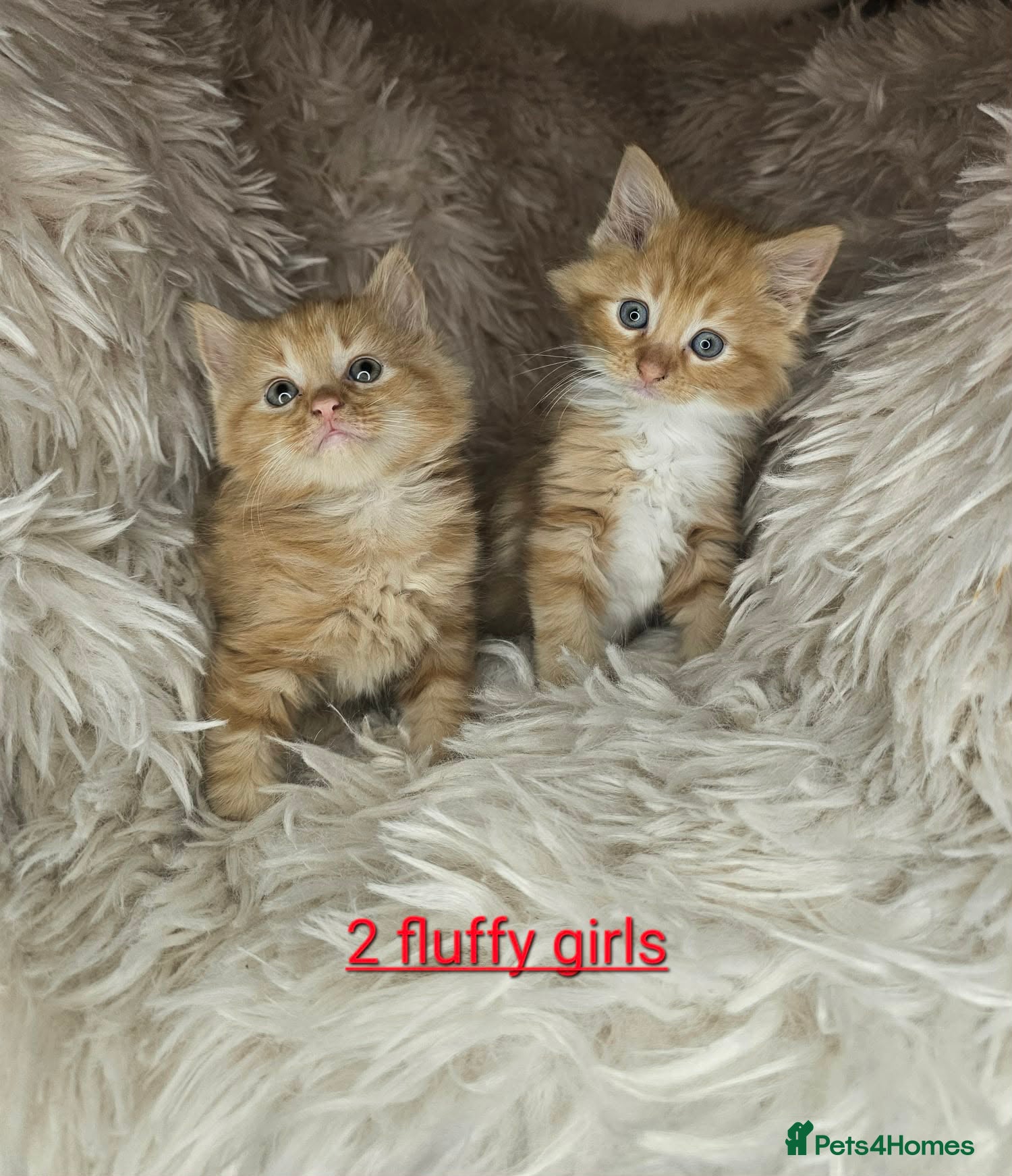Mixed Breed cats 5 very beautiful kittens  - Advert 2