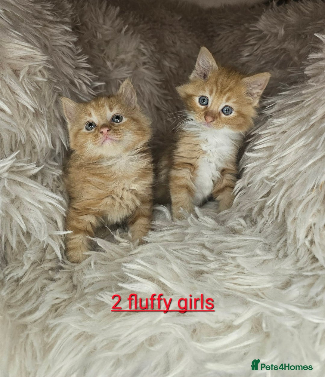 Mixed Breed cats for sale: 5 very beautiful kittens  - Advert 1