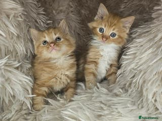 Mixed Breed cats 5 very beautiful kittens - Advert 1