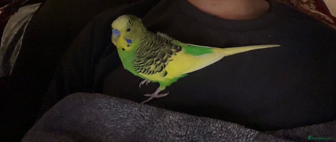 Budgerigars birds for sale: 🐦 Tame English Budgie + Full Setup (3yr Old Male) - Image 5