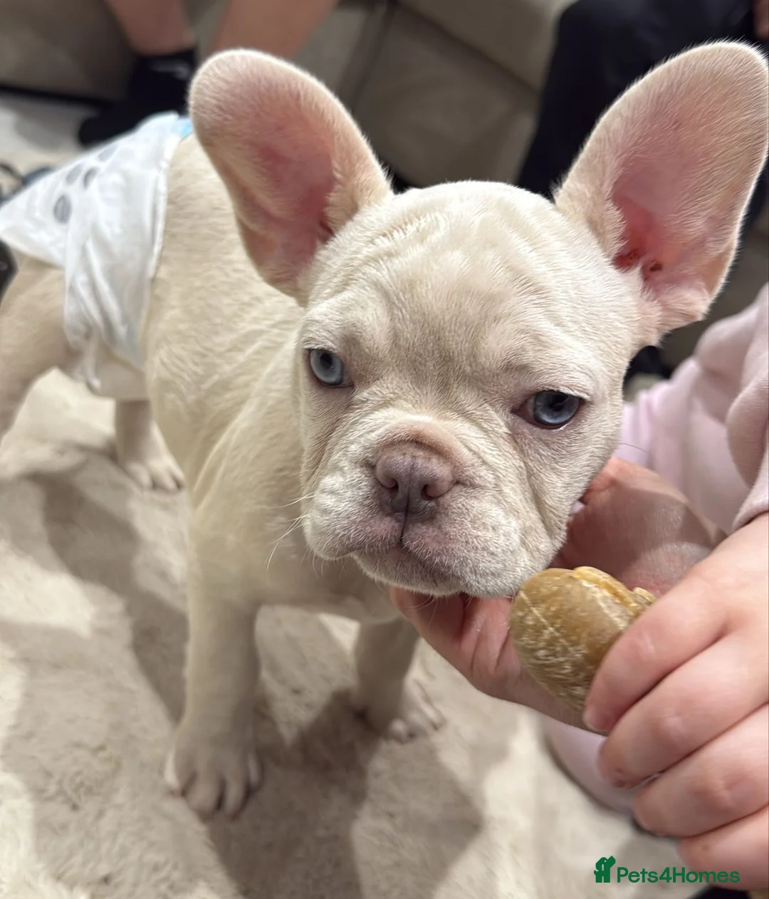 French Bulldog dogs for sale: Quality French Bulldog 🔥 - Advert 1