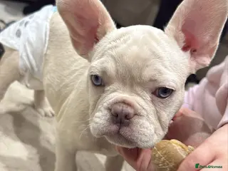 French Bulldog dogs Quality French Bulldog 🔥 - Advert 1