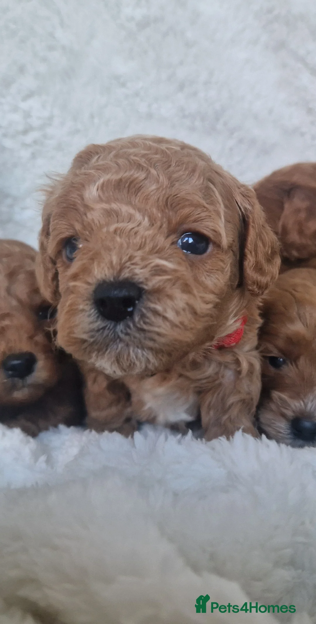 Cavapoo dogs for sale:  1 boy remaining. Health tested stunning cavapoos - Advert 17