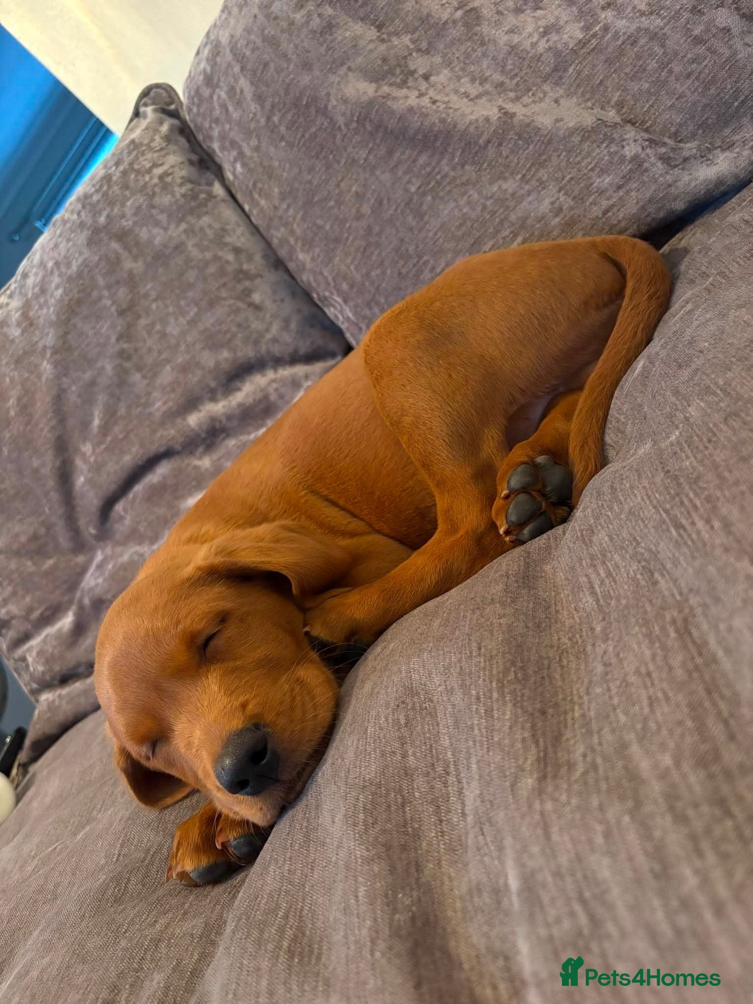 Labrador Retriever dogs Fox Red Lab For Sale - Advert 4