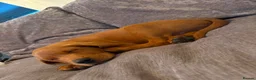 Labrador Retriever dogs for sale: Fox Red Lab For Sale in Middlewich - Advert 1