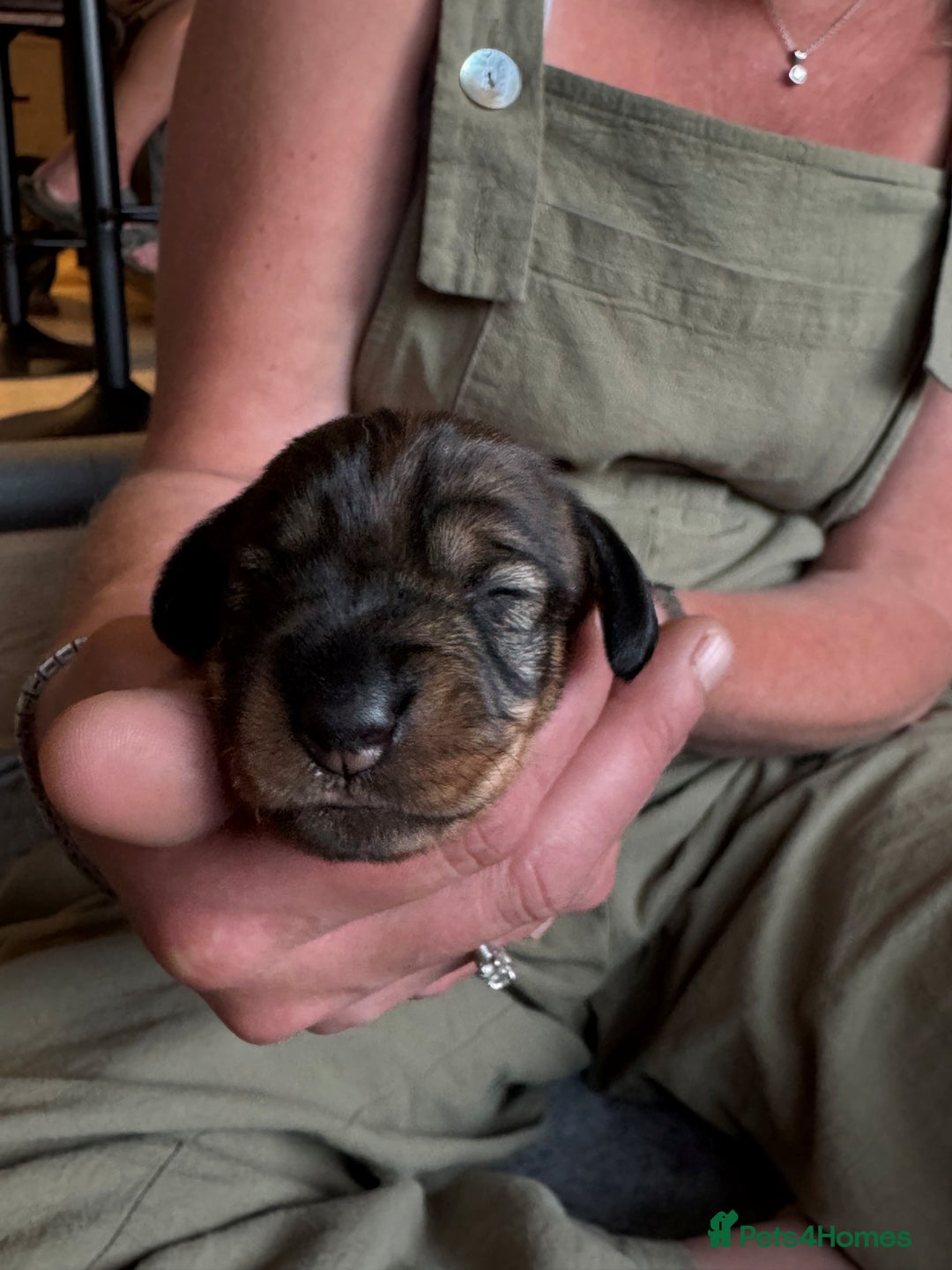 Dachshund dogs for sale: Short backed wire-haired dachshunds - Image 4
