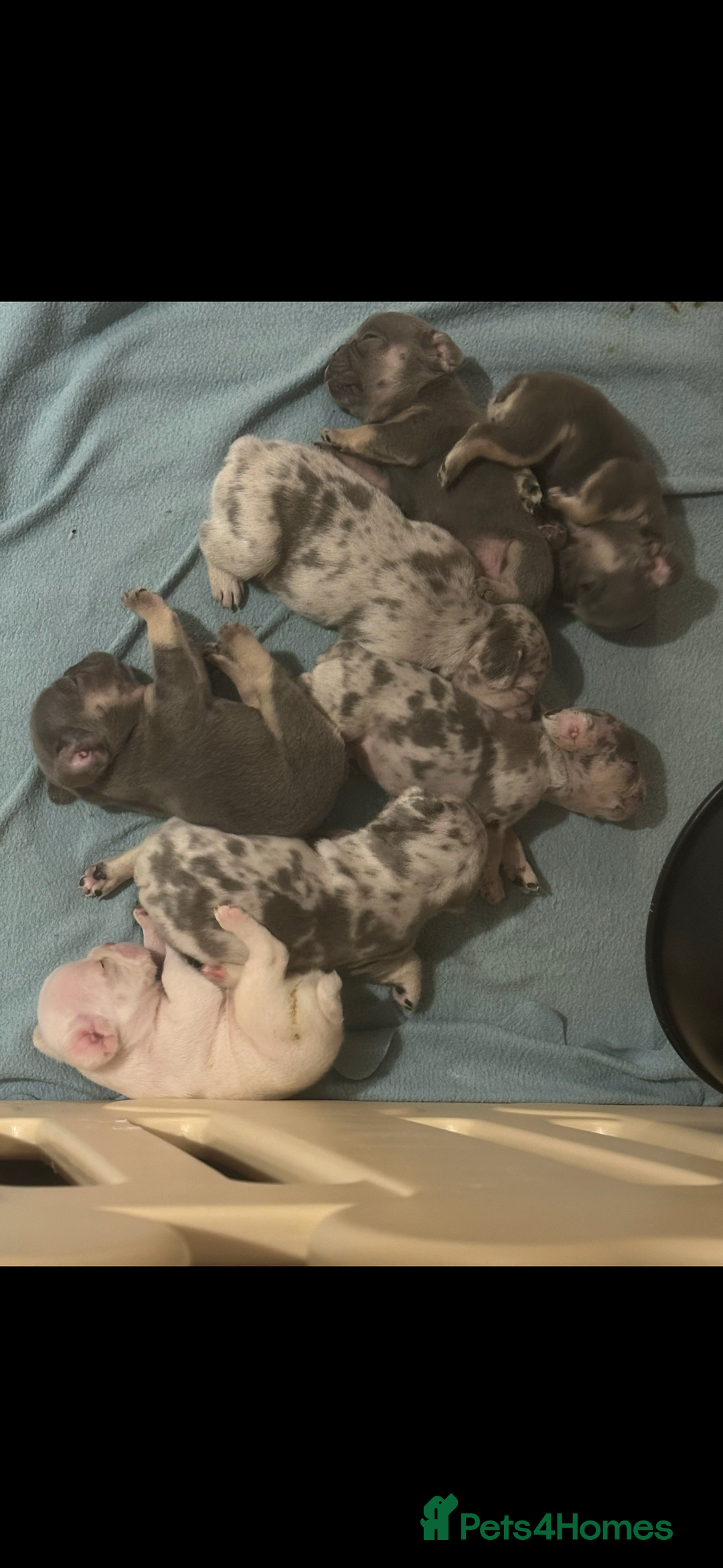 French Bulldog dogs for sale: French Bulldog Fur Babies  - Image 1