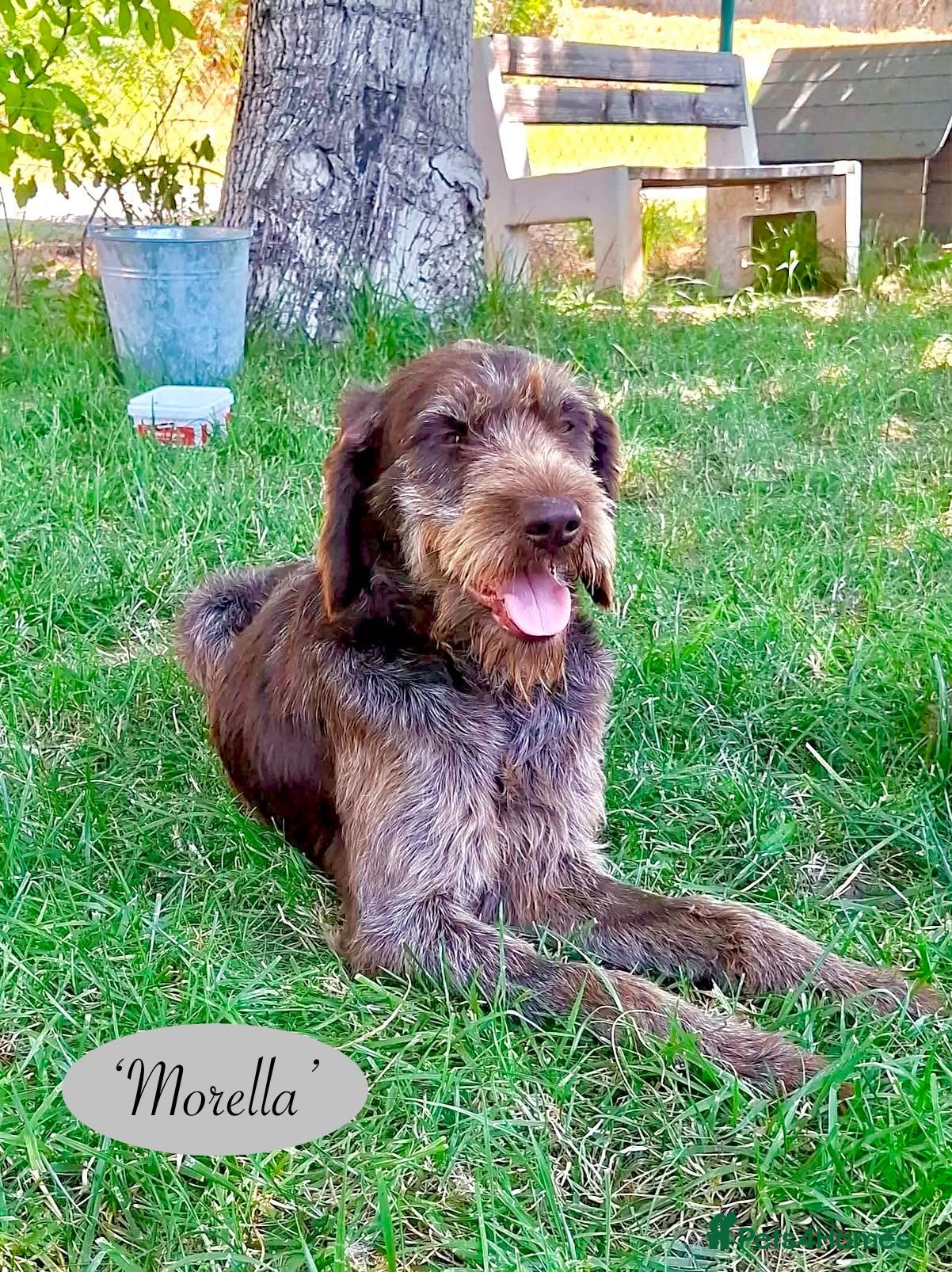 Mixed Breed dogs Morella, 5 yrs approx. Available for adoption. - Advert 1
