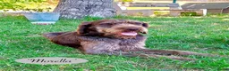 Mixed Breed dogs for adoption: Morella, 5 yrs approx. Available for adoption. in Brixham - Advert 1