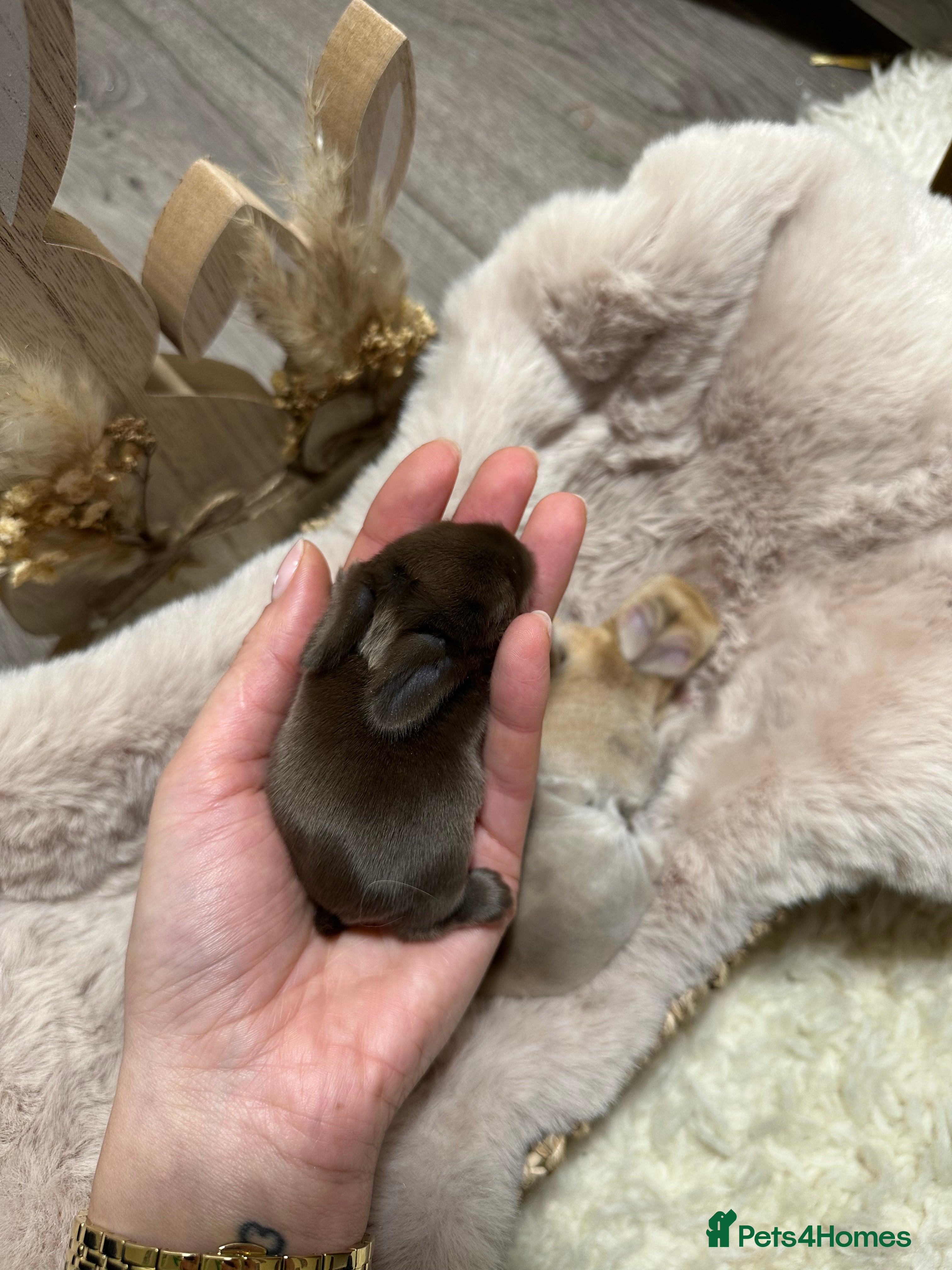 Mini Lop rabbits I have 6 mini lops babies ready to reserve  - Advert 9