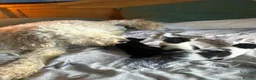 Mixed Breed cats for sale: 1 male kitten  - Advert 3