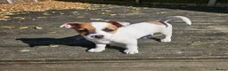 Mixed Breed dogs for sale: 11 week old puppy for sale - Advert 3