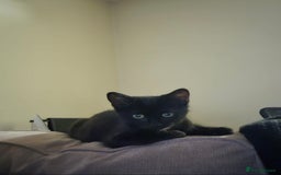 Domestic Shorthair cats for sale: 13 week old female kitten - Image 7
