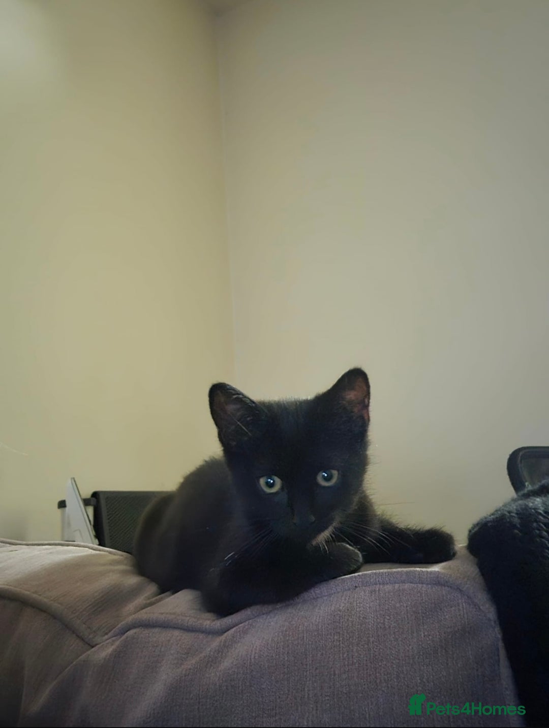 Domestic Shorthair cats for sale: 13 week old female kitten - Image 7