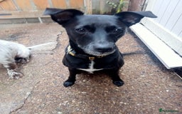 English Springer Spaniel dogs for adoption: DAISEY THE SPRINGER & WINNIE THE LABRADOR X PARSON - Image 6