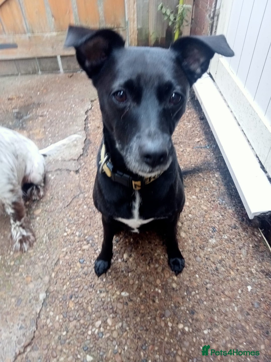 English Springer Spaniel dogs for adoption: DAISEY THE SPRINGER & WINNIE THE LABRADOR X PARSON - Image 6