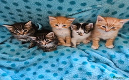 Mixed Breed cats for sale: GINGER GIRL AND TABBY BOY  - Image 4