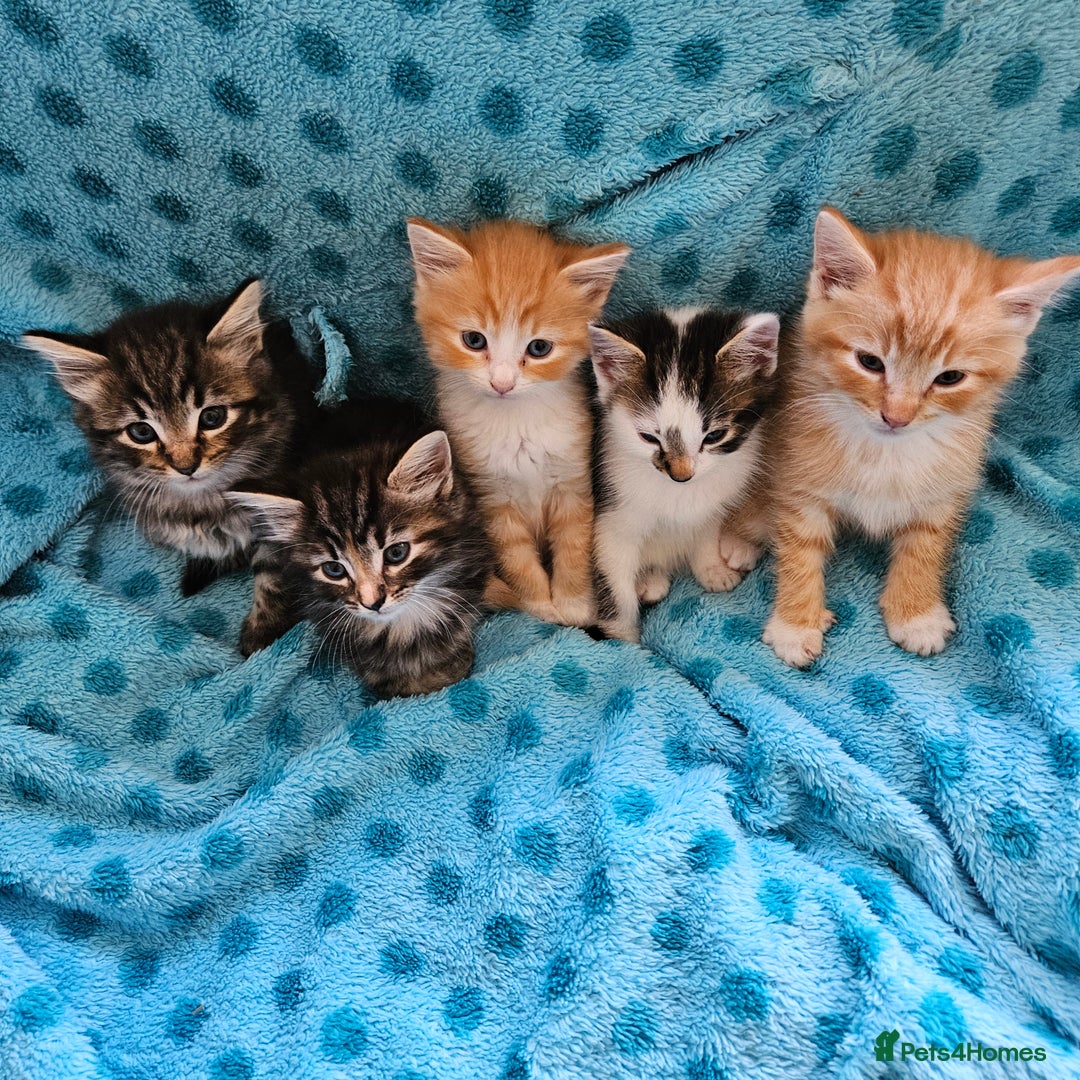 Mixed Breed cats for sale: GINGER GIRL AND TABBY BOY  - Image 4