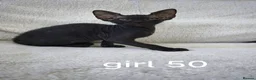 Mixed Breed cats for sale: Mixed sphinx kittens for sale  in Rotherham - Advert 12