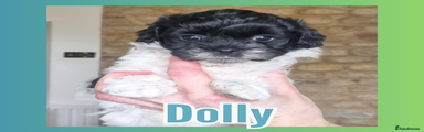 Dolly