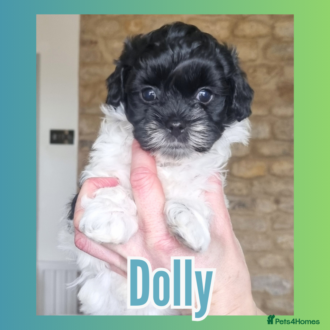 Maltipoo dogs for sale: Family-Raised F2 Toy Maltipoos✨DNA Clear✨Pedigree - Advert 12