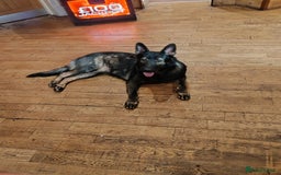 German Shepherd dogs for stud: KENSESQUI SIMBA (Simba) - Image 4