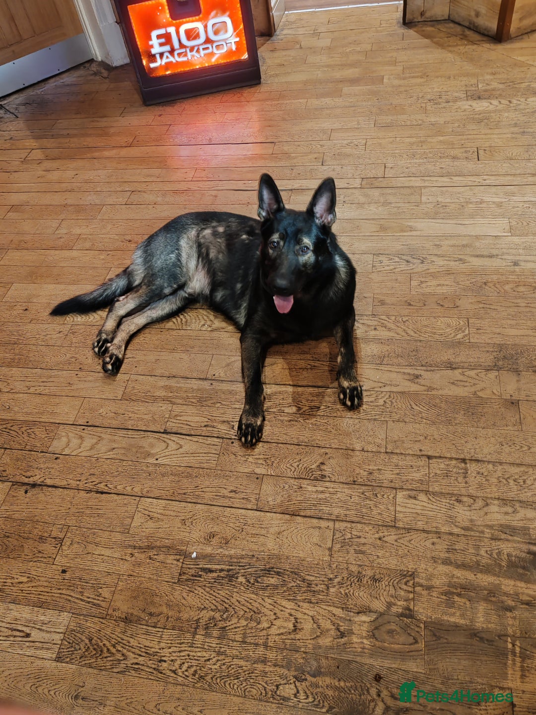 German Shepherd dogs for stud: KENSESQUI SIMBA (Simba) - Image 4